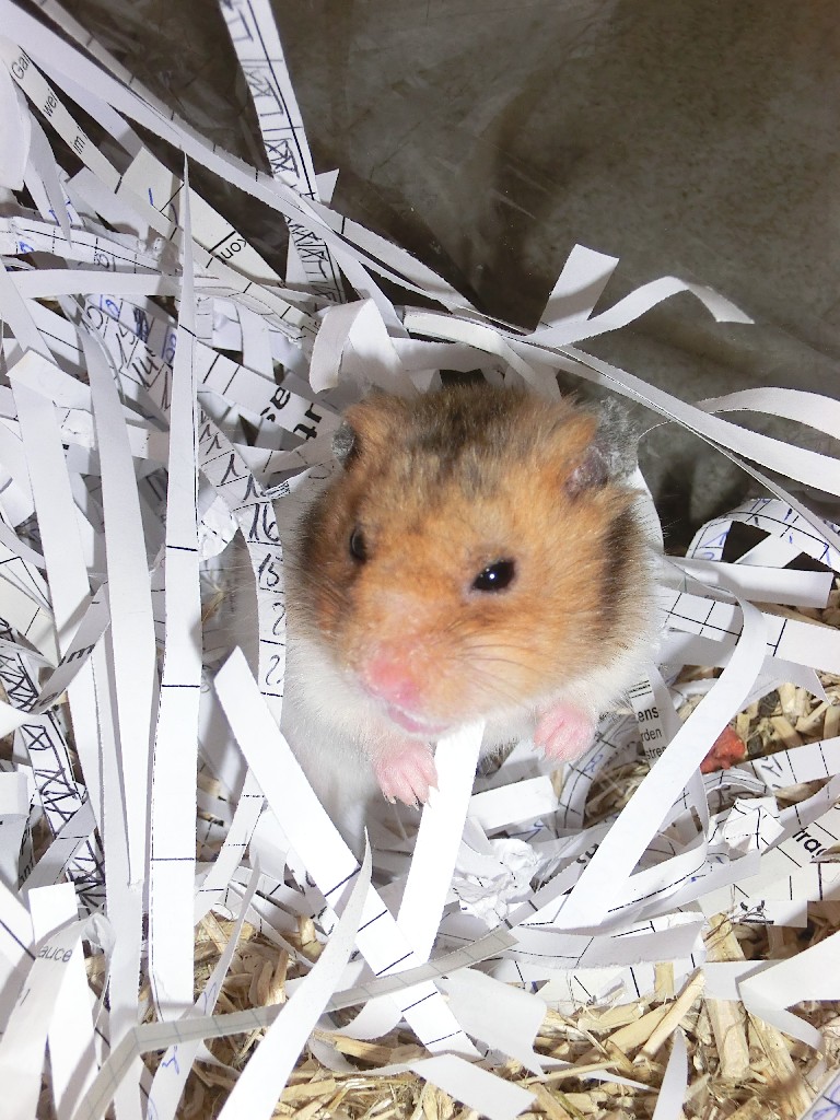 Grizzly%20Hamster_CIMG0047_G.jpg
