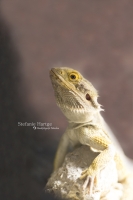 Bartagame