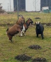 Maxi, Fipsi und Lilli