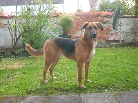 Basko