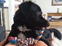 Benno