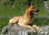 Buddy