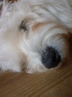 Buffy
