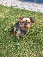 Daisy