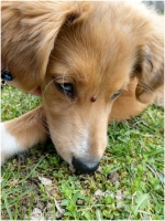 Fiona