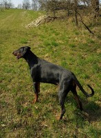 Fred