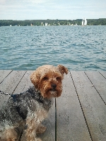 Henry