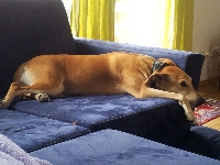 Ida
