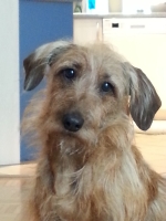 Odie, ehem. Taifun