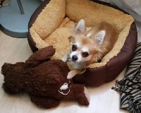 Pino