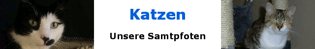 Katzen